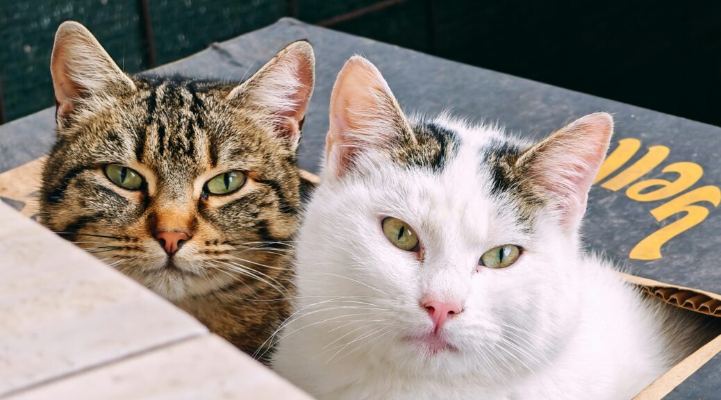 Zdjęcie do artykułu: Największe mity o kotach, które wciąż wierzą ludzie